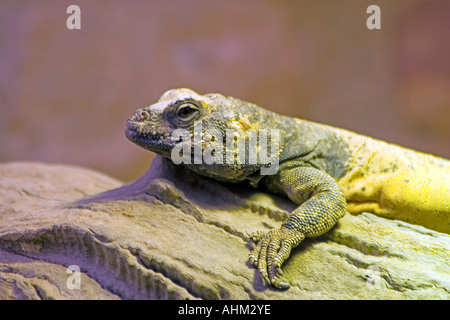 Iguane rhinocéros Cyclura cornuta Banque D'Images