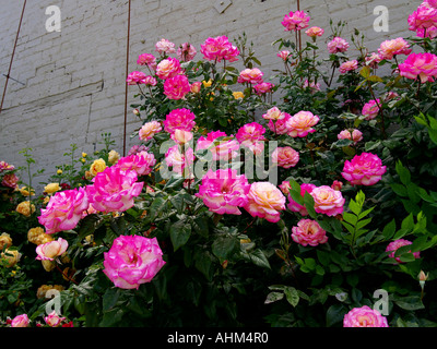 De plus en plus roses extrêmement coloré contre un mur de brique gris dans une zone urbaine dans le printemps Banque D'Images