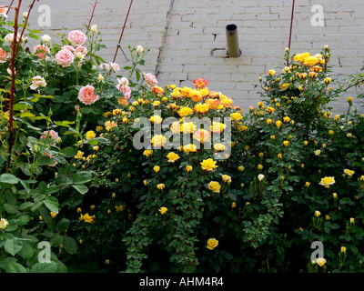 De plus en plus roses extrêmement coloré contre un mur de brique gris dans une zone urbaine dans le printemps Banque D'Images