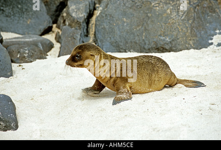 Jeune Lion de mer Galapagos (Zalophus californianus wollebaeki) walking on beach Banque D'Images