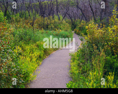 Un chemin pavé traverse des arbustes colorés et de sous-bois vers une forêt noire d'arbres brûlés. Banque D'Images