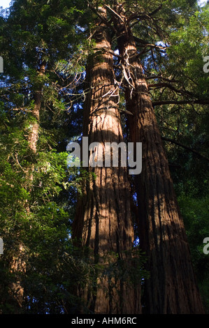Avis de Muir Woods un parc national populaire en Californie USA bois rouge géant arbres sont protégés ici pour l'affichage Banque D'Images