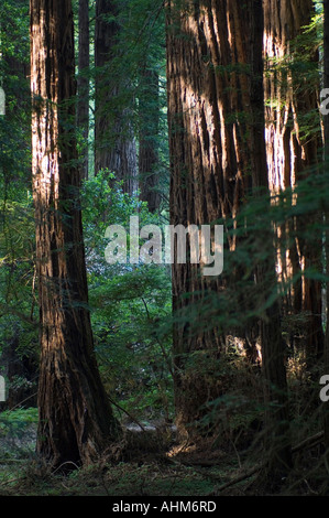 Avis de Muir Woods un parc national populaire en Californie USA bois rouge géant arbres sont protégés ici pour l'affichage Banque D'Images