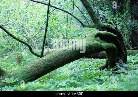 Avis de Muir Woods un parc national populaire en Californie USA bois rouge géant arbres sont protégés ici pour l'affichage Banque D'Images