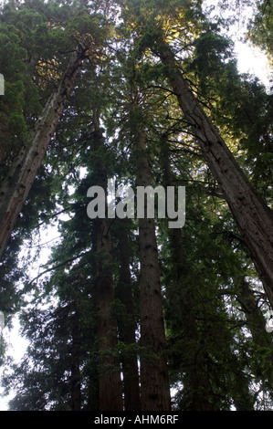 Avis de Muir Woods un parc national populaire en Californie USA bois rouge géant arbres sont protégés ici pour l'affichage Banque D'Images