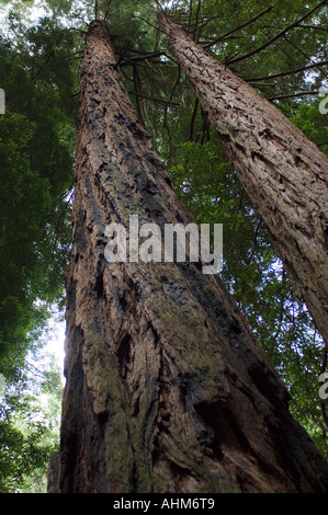 Avis de Muir Woods un parc national populaire en Californie USA bois rouge géant arbres sont protégés ici pour l'affichage Banque D'Images