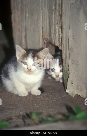 Chatons Banque D'Images