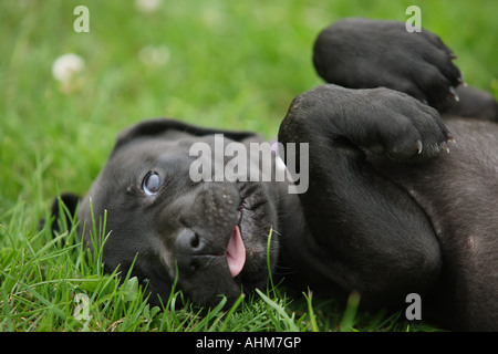 Cane Corso - puppy lying on meadow Banque D'Images