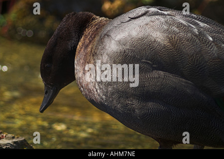 Canard bleu (Hymenolaimus malacorhynchus) Banque D'Images