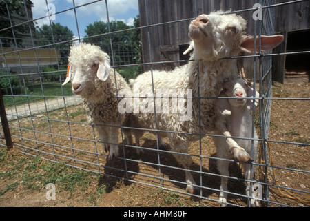 Stick à votre cou Banque D'Images