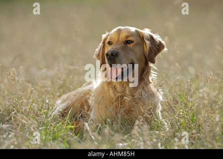 Golden Retriever - lying on meadow Banque D'Images