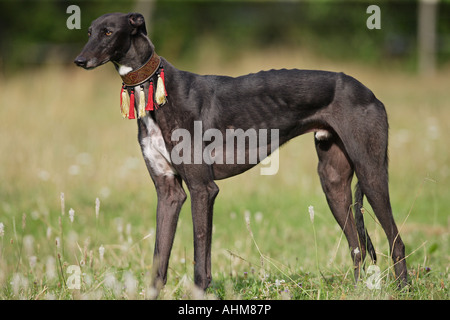 Greyhound - standing on meadow Banque D'Images