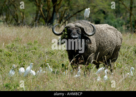 Buffle d'Afrique avec les boeufs au Parc National du lac Nakuru Kenya Afrique de l'Est Banque D'Images