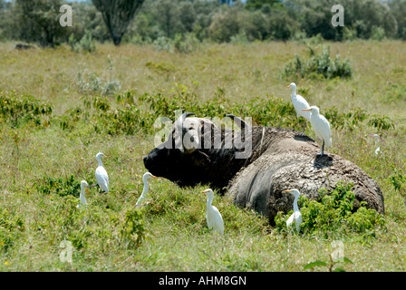 Buffle d'Afrique avec les boeufs au Parc National du lac Nakuru Kenya Afrique de l'Est Banque D'Images