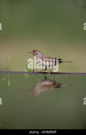 Sylvia atricapilla Blackcap Hongrie Femme Banque D'Images