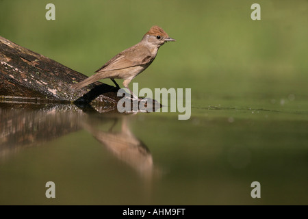 Sylvia atricapilla Blackcap Hongrie Femme Banque D'Images