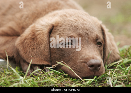 Labrador Retriever chiot allongé dans l'herbe Banque D'Images