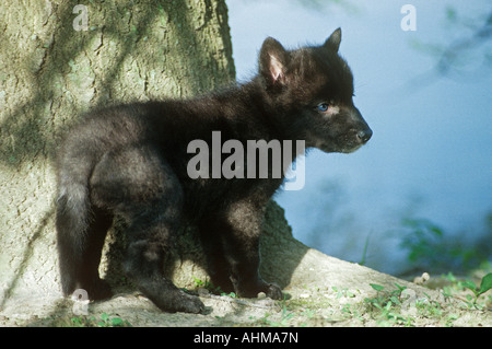 Jeune Loup de l'Est - debout / Canis lupus lycaon Banque D'Images