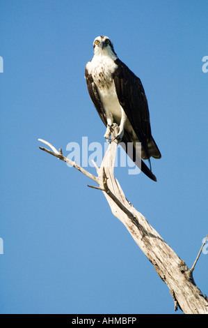 Florida Keys Osprey pearched on tree branch numérise l'océan des Caraïbes alors que de chasser une proie Banque D'Images