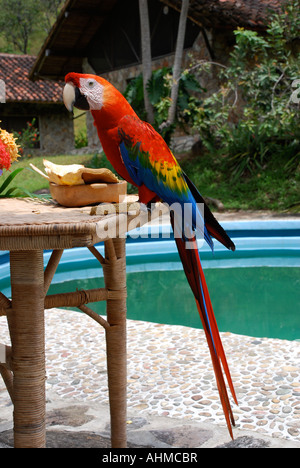 Ara rouge (Ara macao) voler dans un tableau d'une posada dans l'Amazonie du Venezuela Banque D'Images