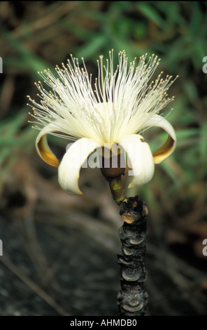 Brésil Burucu Fleur Chapada dos Veadeiros Banque D'Images