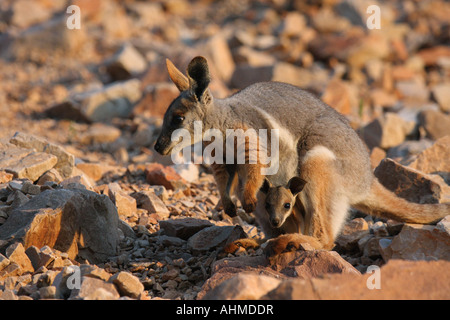 Yellow-footed rock wallaby, petrogale xanthopus, adulte seul avec Joey dans pouch Banque D'Images