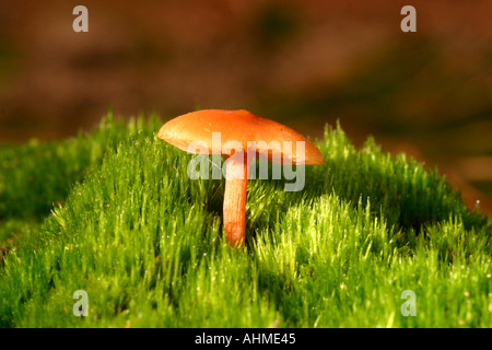 Champignons Lactarius sphagneti Banque D'Images