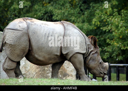 Rhinocéros indien Rhinoceros unicornis Banque D'Images