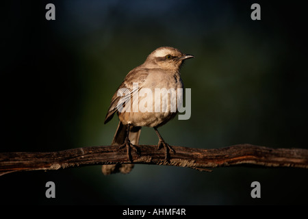 Mockingbird Mimus saturninus Chalk browed Brésil Banque D'Images