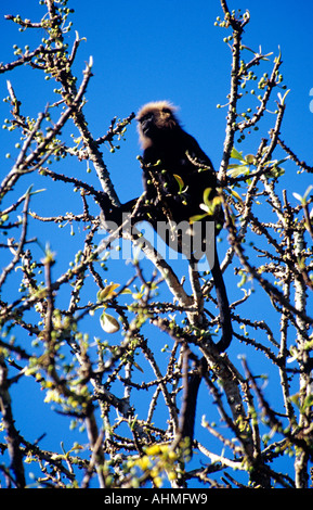 LANGUR de Nilgiri en réserve de tigres de PERIYAR THEKKADY KERALA Banque D'Images