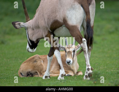 Oryx Oryx gazella Calf Banque D'Images