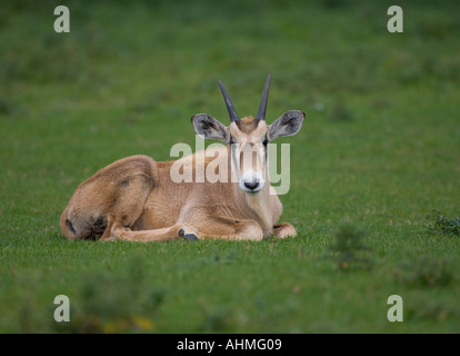 Oryx Oryx gazella Calf Banque D'Images