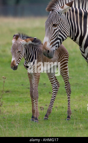 Zebra Grevys Hippotigris grevyi Poulain Banque D'Images