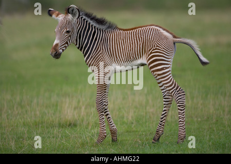 Zebra Grevys Hippotigris grevyi Poulain Banque D'Images