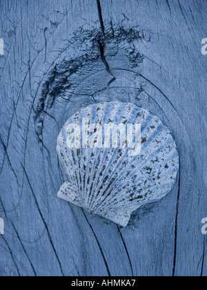 Fiable reposant sur Cape Cod massachusssetts bois flotté Banque D'Images