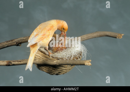 Canari Domestique. Poussins d'alimentation d'oiseaux jaunes dans le nid. Allemagne Banque D'Images