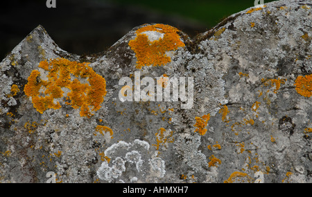 Orange et gris lichens poussant sur une pierre tombale Cranbrook Kent UK 13 Mai 2006 Banque D'Images