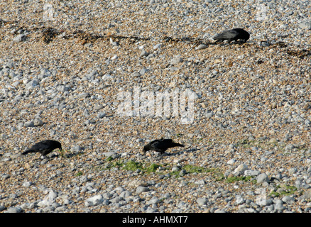 Un groupe familial de trois corneilles Corvus corone carrion pour récupération de la nourriture le long de la ligne des hautes eaux . Banque D'Images