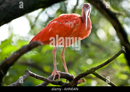 Ibis rouge assis dans un arbre Banque D'Images