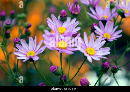 Un bouquet de fleurs Aster asteraceae Banque D'Images