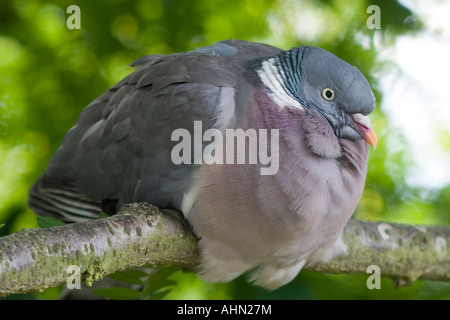 Pigeon ramier Columba palumbus sur branch Banque D'Images