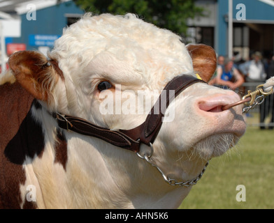 Taureau Hereford, Royal Show, Stoneleigh Warwickshire Banque D'Images