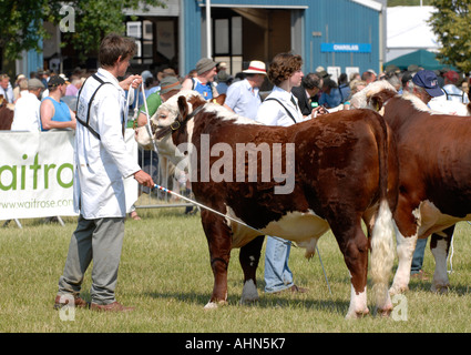 Taureau Hereford, Royal Show, Stoneleigh Warwickshire Banque D'Images