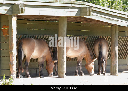 Trois chevaux en stable Banque D'Images