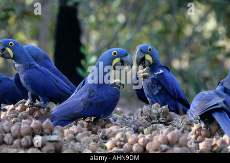 Anodorhynchus hyacinthinus Brésil Hyaincth macaw Banque D'Images