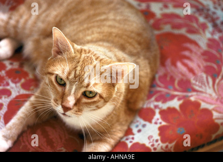 CHATTE SUR UNE CHAISE Banque D'Images