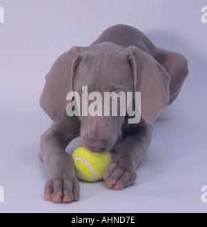 Braque de chiot avec Ball Banque D'Images