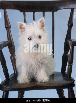 West Highland Terrier Puppy in Chair Banque D'Images