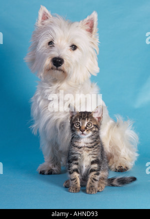 West Highland Terrier et Tabby Kitten Banque D'Images