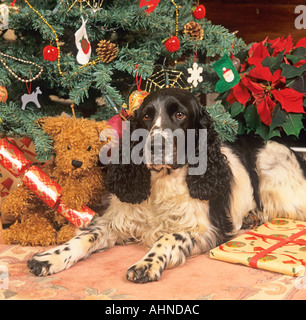 English Springer Spaniel Portrait dans le cadre festif de Noël Banque D'Images